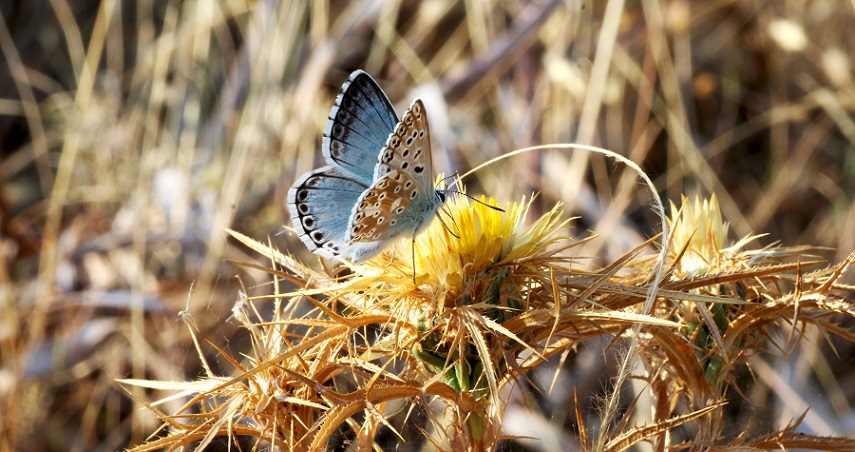 farfalla da Id - Polyommatus (Lysandra) coridon