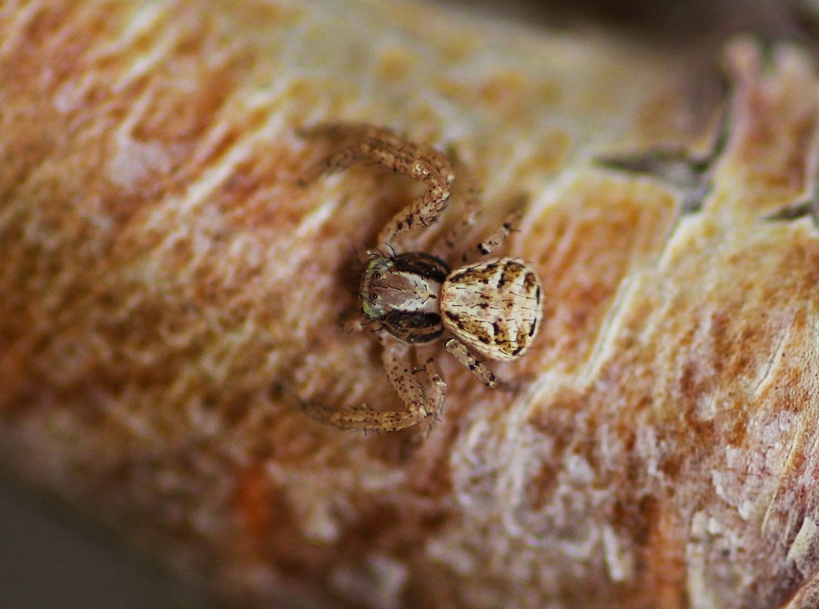 Xysticus sp. - Manfredonia (FG)