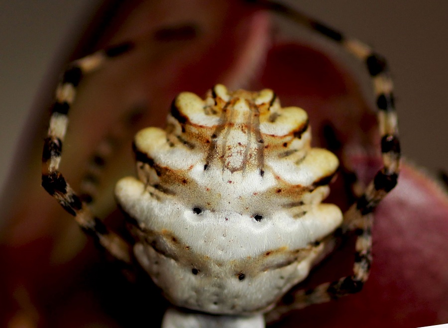 Argiope lobata (incontro ravvicinato) - Manfr. Gargano (FG)