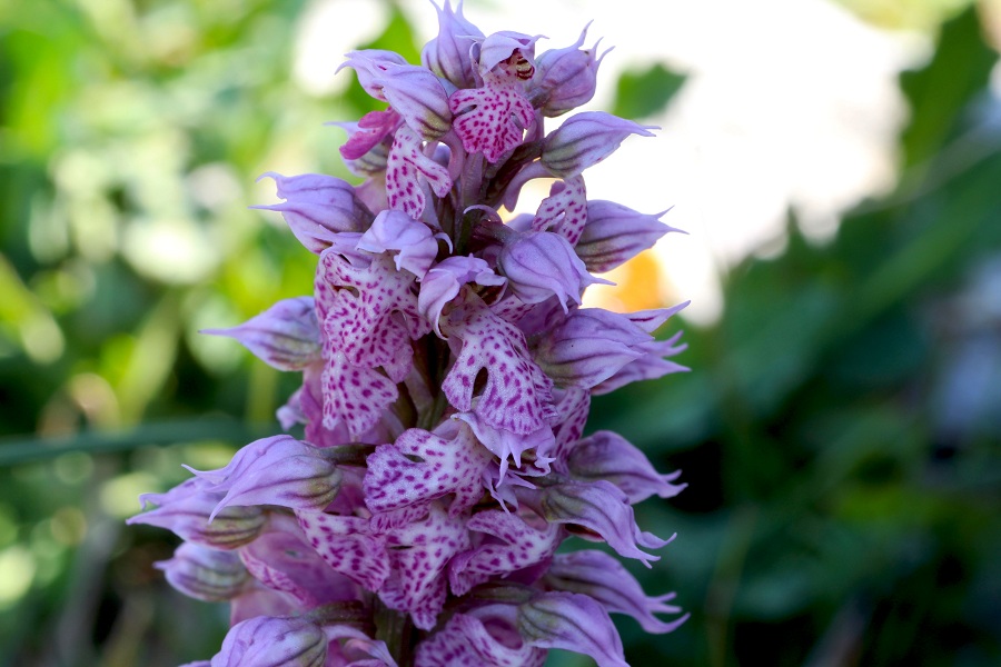 Neotinea lactea / Orchidea lattea