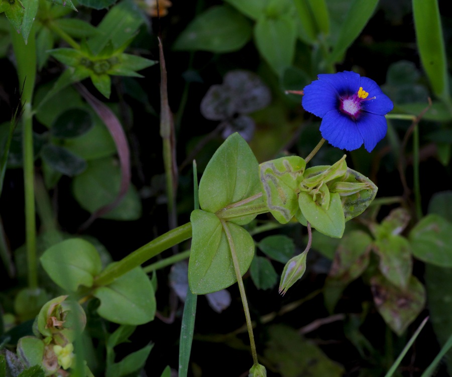 Anagallis arvensis (= Lysimachia arvensis) Primulaceae