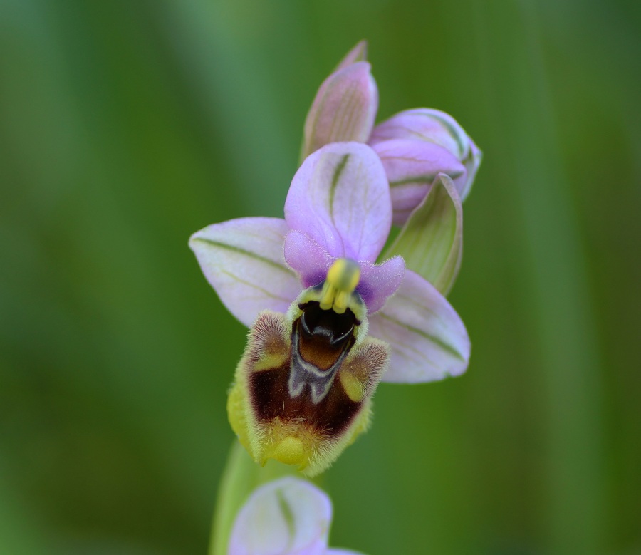 Ophrys tenthredinifera