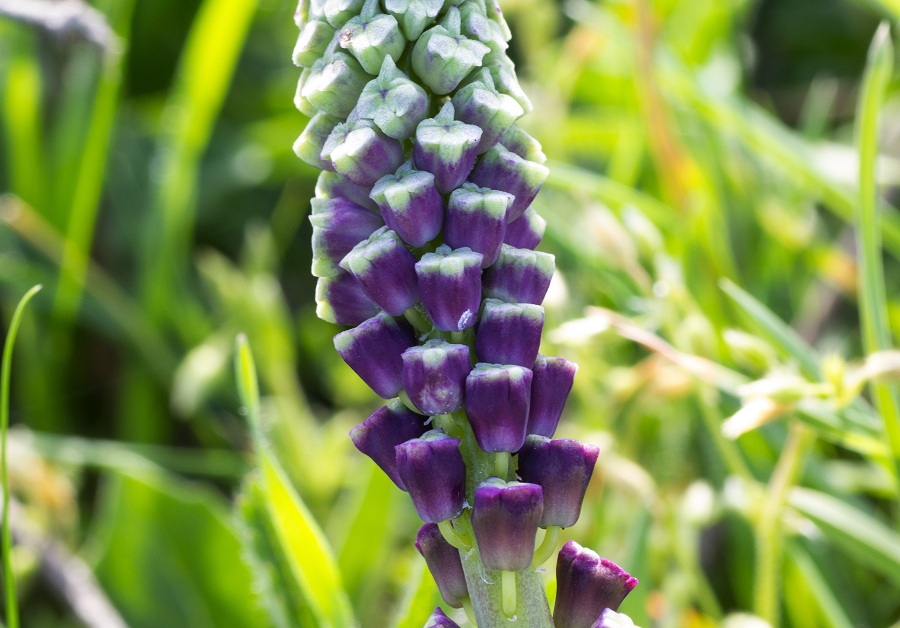 Muscari comosum / Muscari con il pennacchio, Lampascione