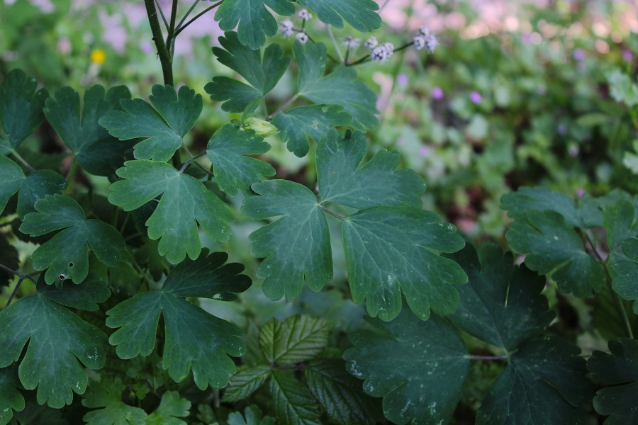 Aquilegia sp.