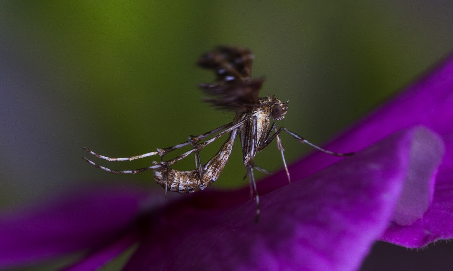 Da id - Oxyptilus sp., Pterophoridae