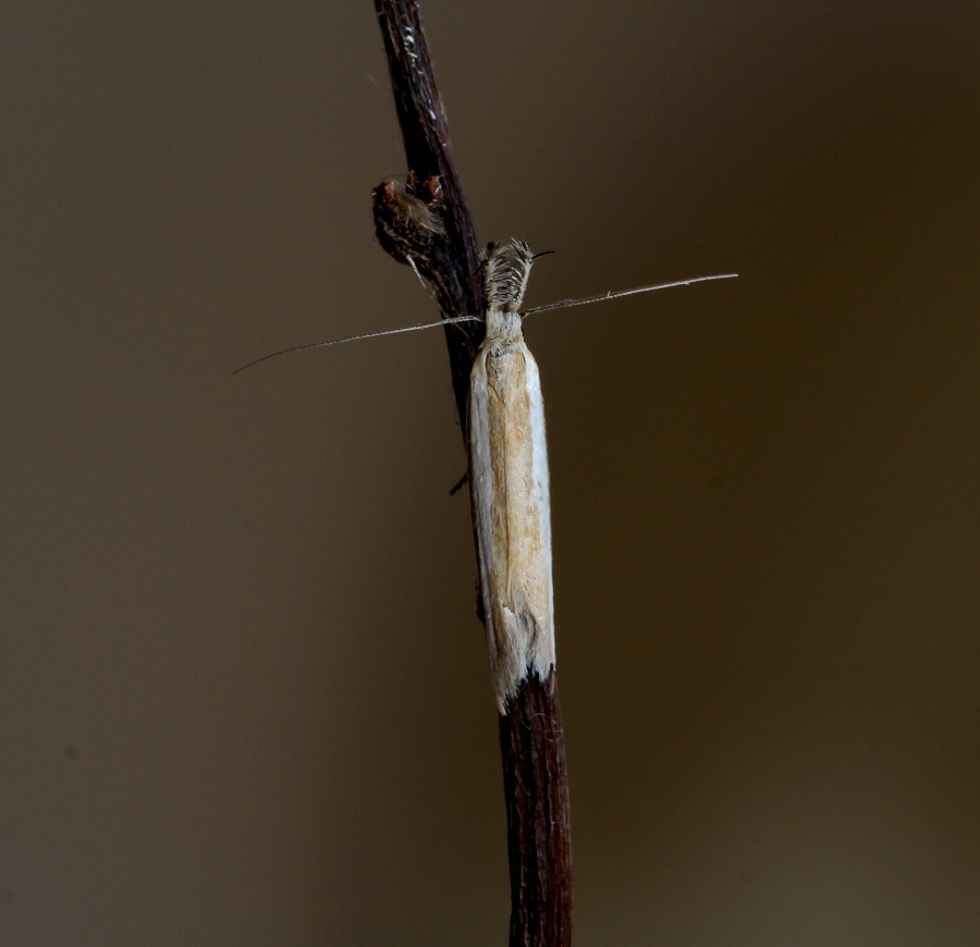 da id - Pleurota aristella