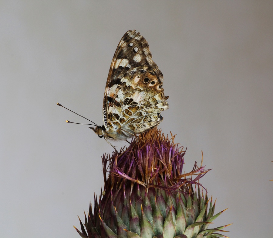 da id  - Vanessa cardui