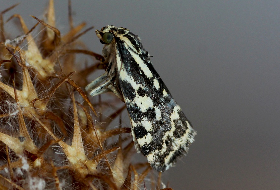 farfalla da id - Acontia (Emmelia) trabealis