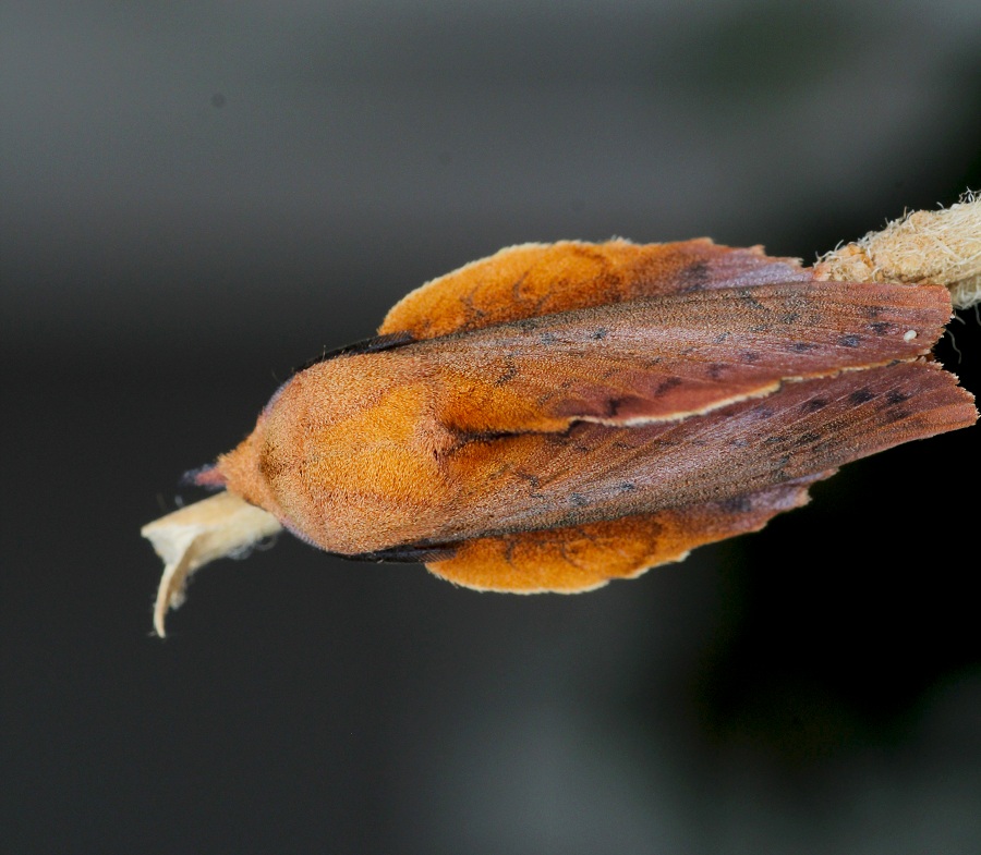 lepidottero 2 da id - Gastropacha quercifolia , Lasiocampidae