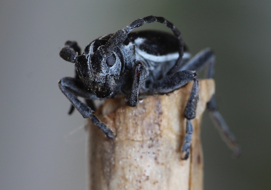 Cerambycidae: Dorcadion (Pedestredorcadion) arenarium marsicanum