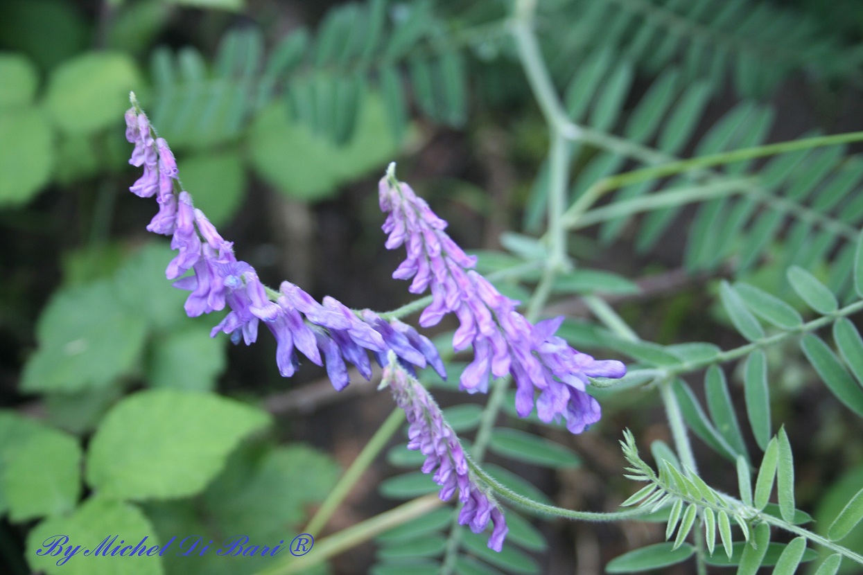 Leguminosa? Vicia cfr. cracca