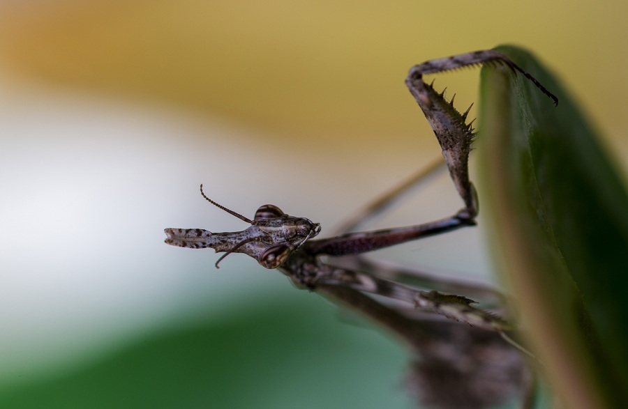 Neanide di Empusa pennata?