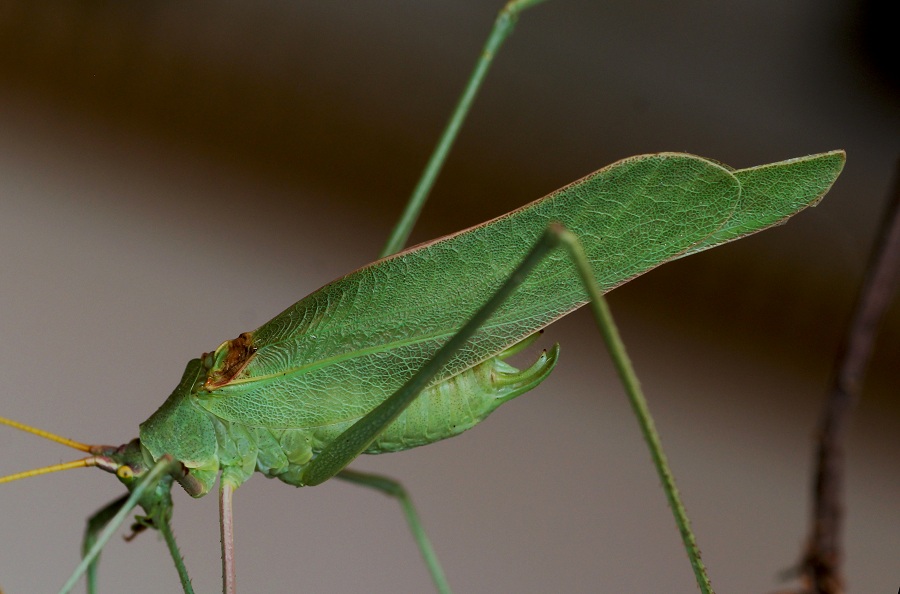 Phaneropteridae:  Acrometopa cfr.  italica, maschio