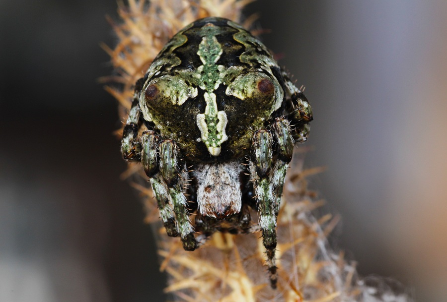 Araneus circe o Araneus angulatus?  - Manfredonia Gargano (FG)