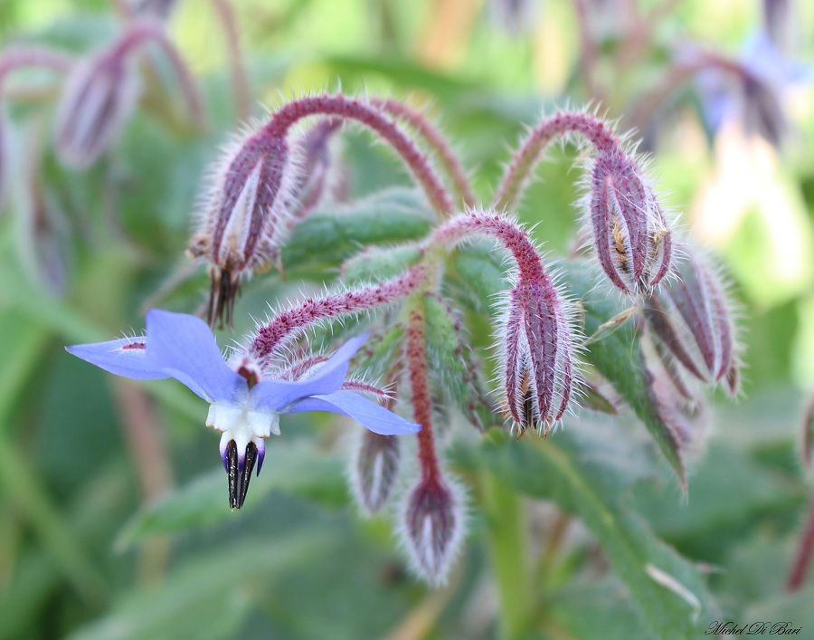 Borago officinalis