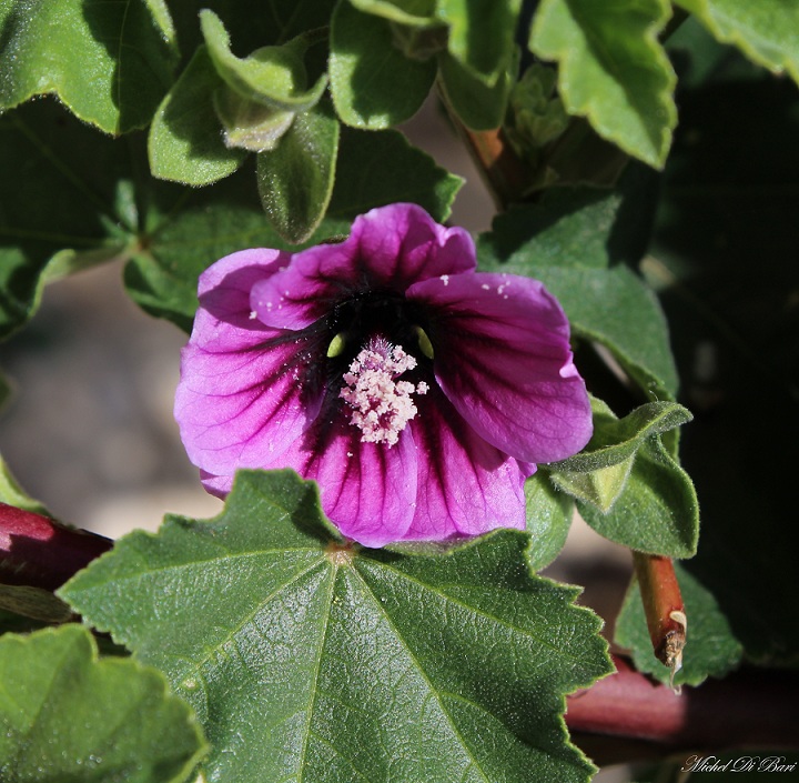 Malva veneta