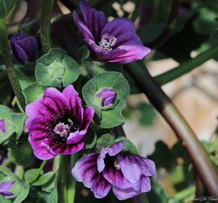 Malva veneta