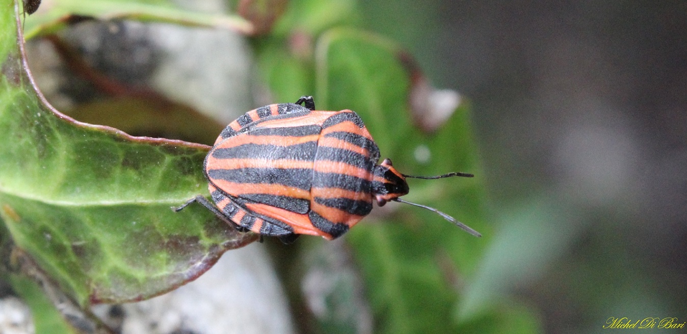 Graphosoma italicum ?