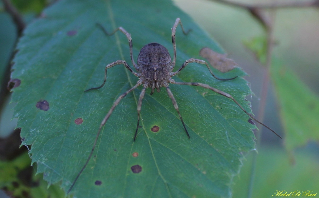 Odiellus spinosus