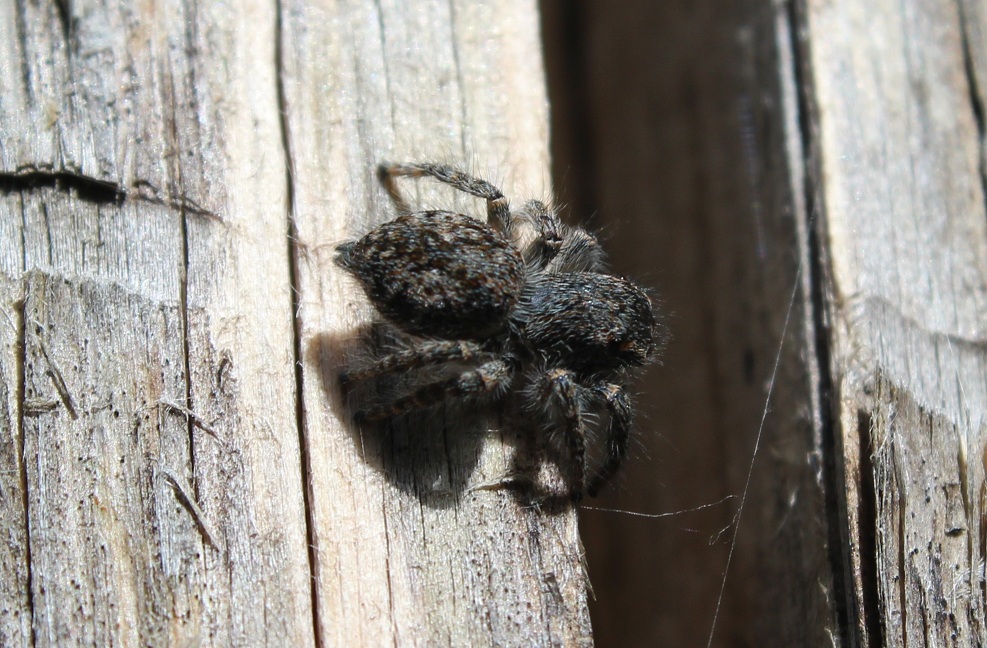 Philaeus chrysops un giovane - Gargano