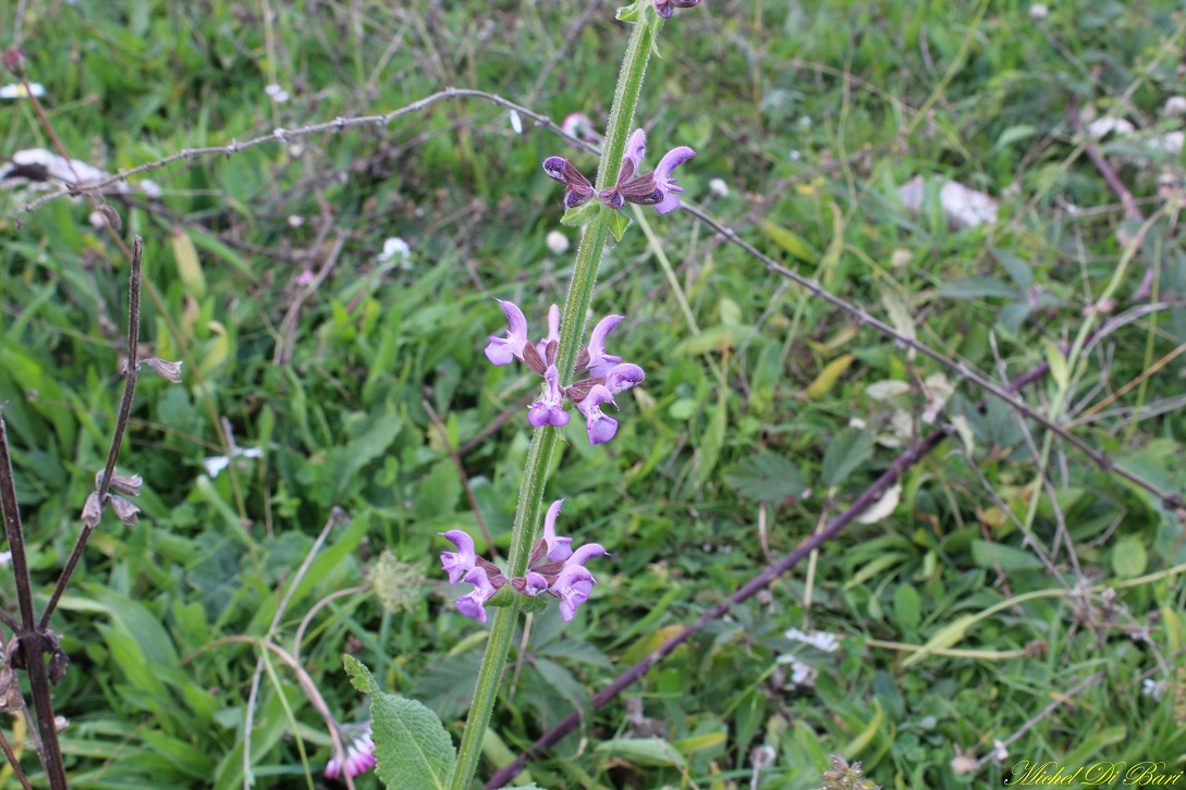 Salvia haematodes