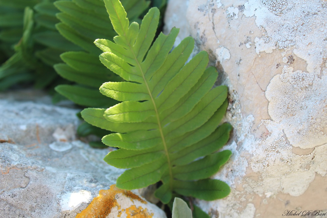 Polypodium sp.