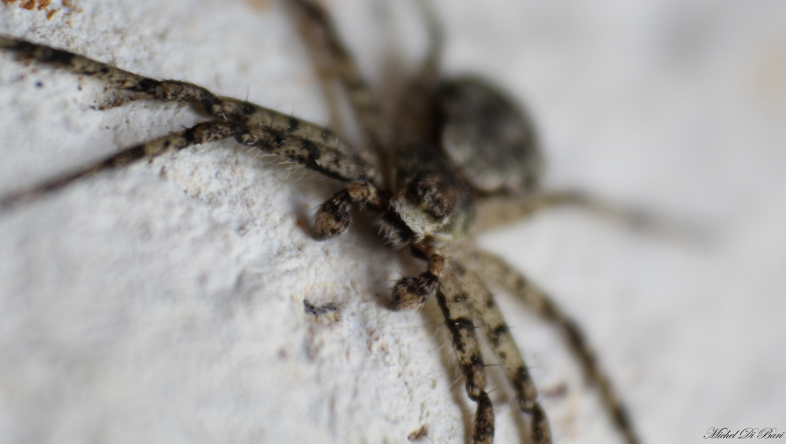 maschio di Philodromus margaritatus - Foresta Umbra (FG)