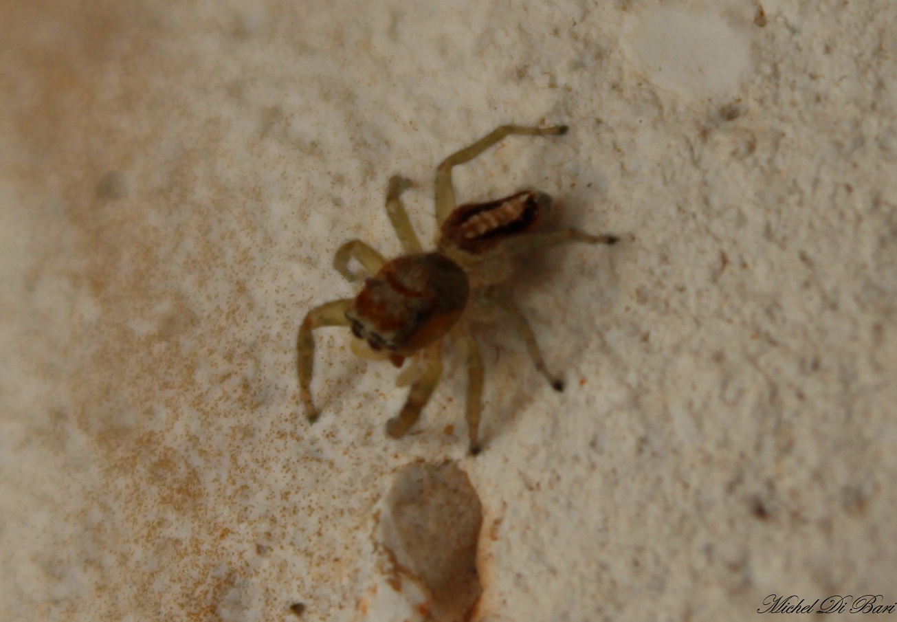 Giovane Cyclosa sp. - Gargano (FG)