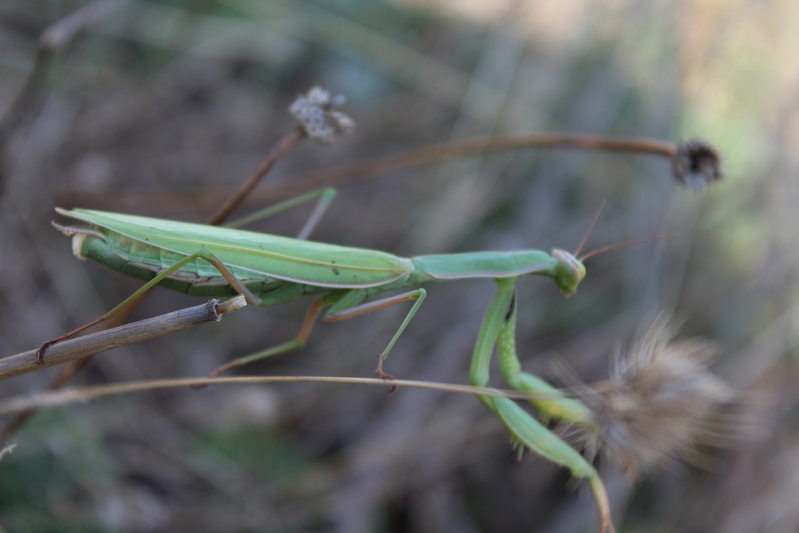 Mantide religiosa (femmina)