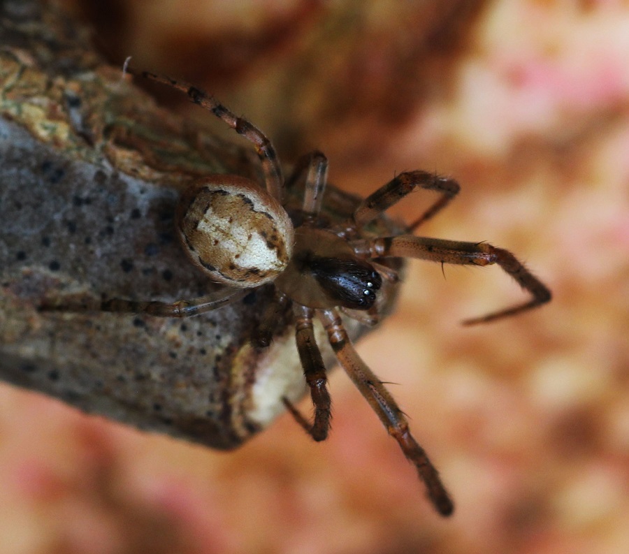 Zygiella x-notata   - Manfredonia Gargano (FG)