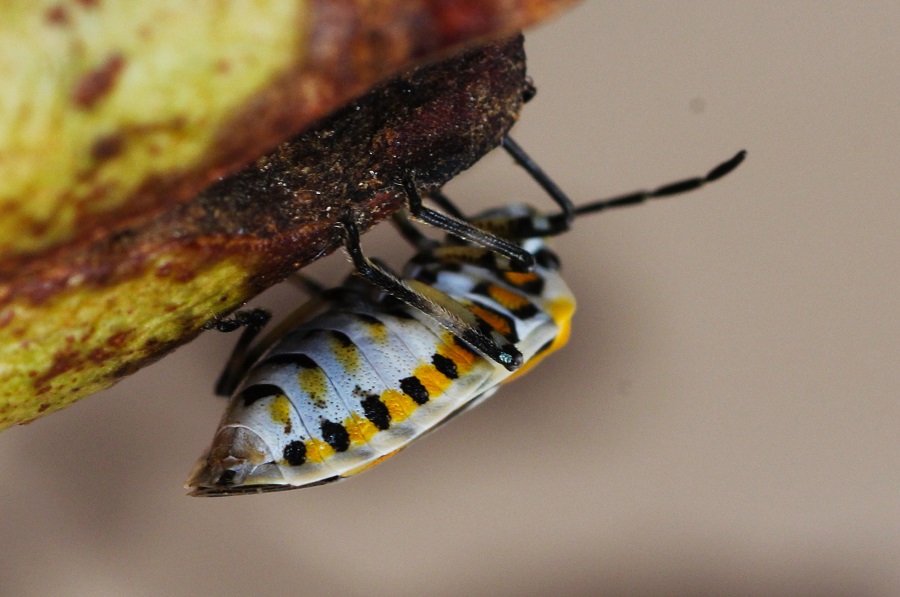 Pentatomidae: Eurydema ornata