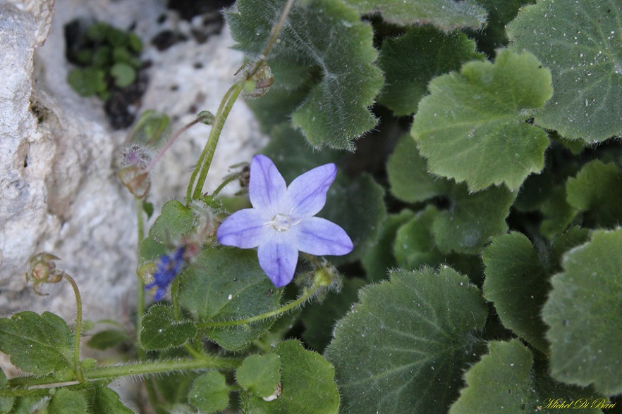 Campanula garganica/Campanula del Gargano