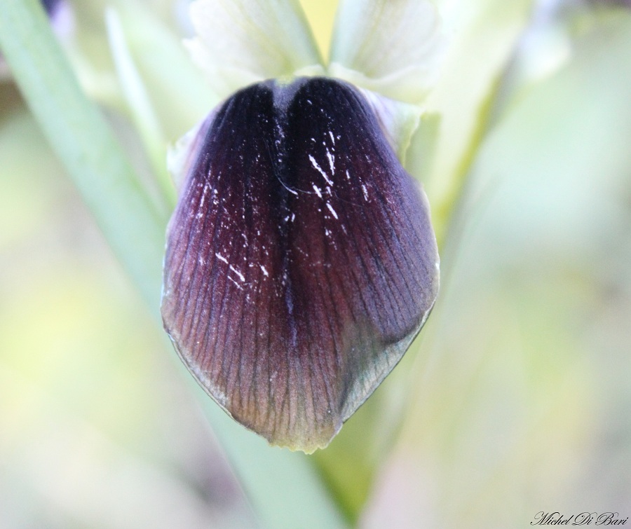 Iris tuberosa