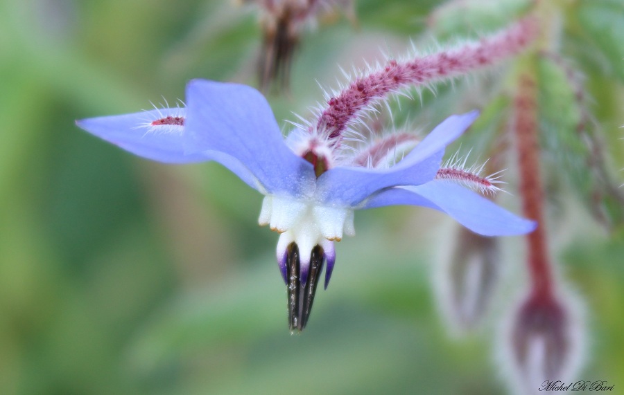 Borago officinalis