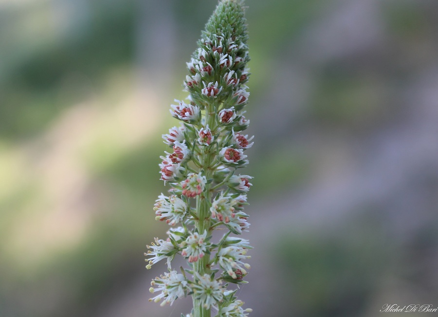 Reseda alba