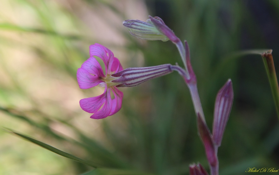 Silene colorata