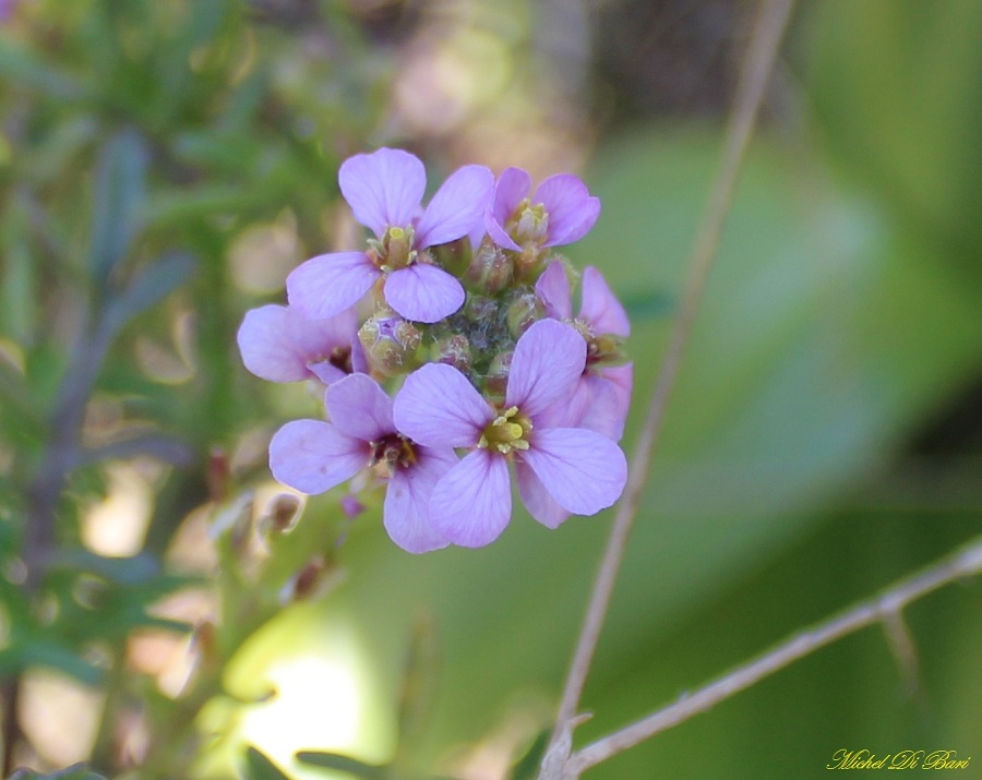 Cakile maritima