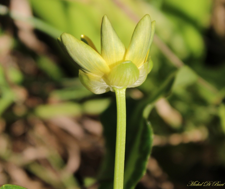 Ranunculus ficaria