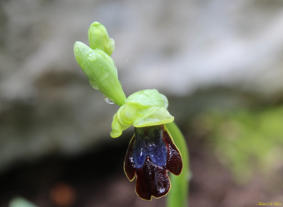 Ophrys iricolor