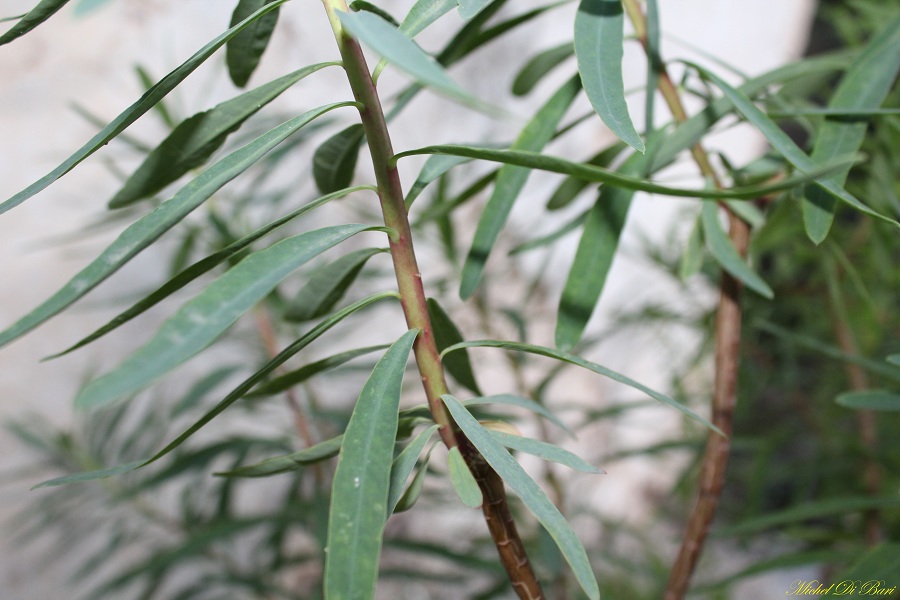 Euphorbia dendroides