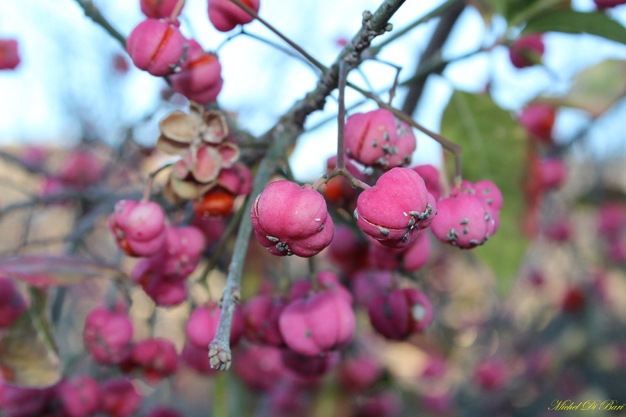 Euonymus europaeus / Berretta del prete