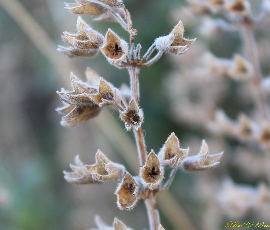 Teucrium flavum