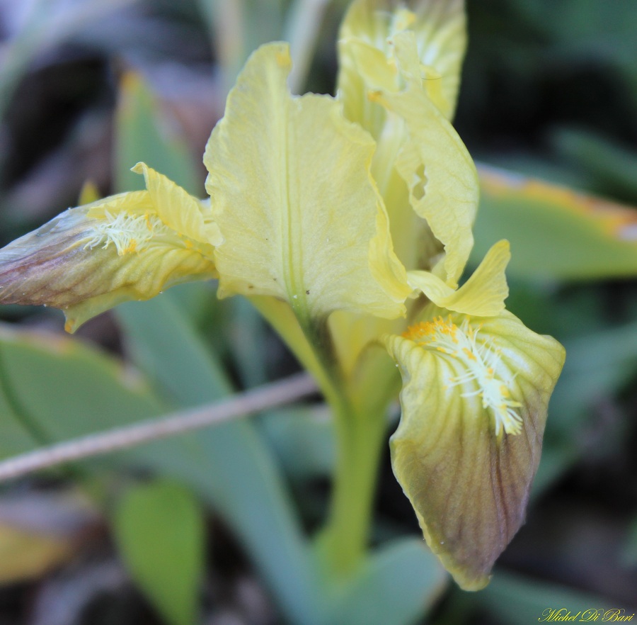 Iris pseudopumila