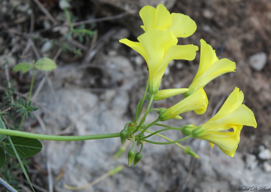 Oxalis pes-caprae