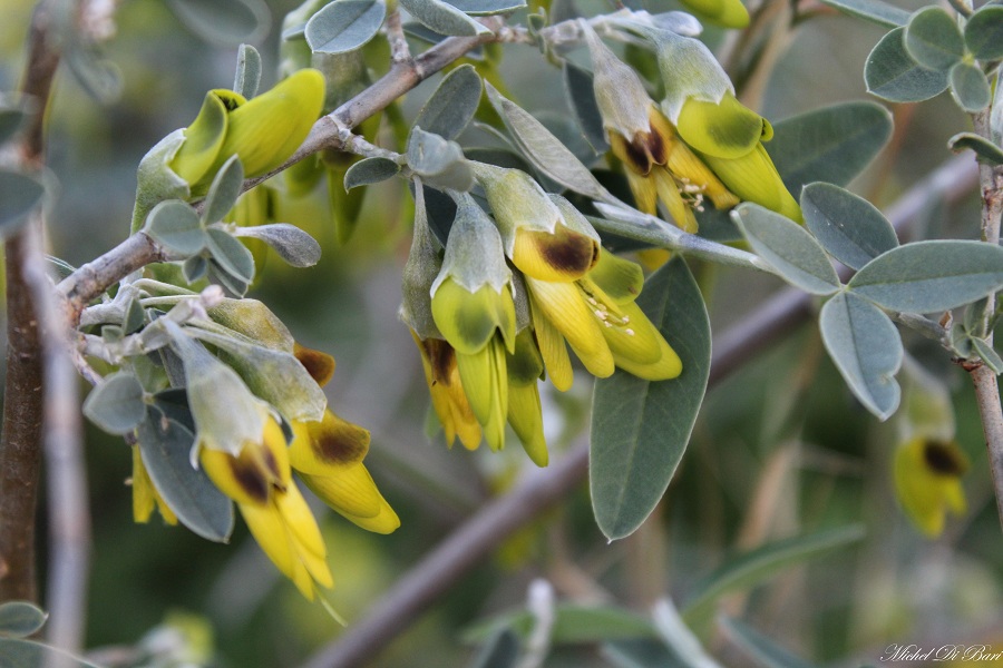 Quale ginestra? Anagyris foetida