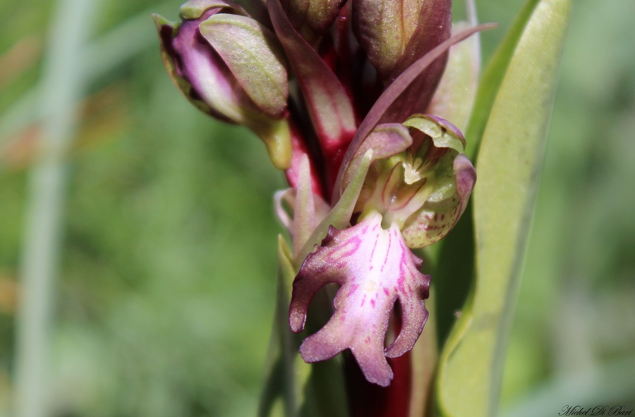 Himantoglossum robertianum