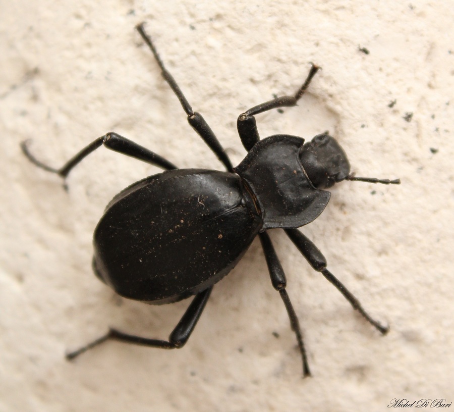 Akis trilineata trilineata, Tenebrionidae