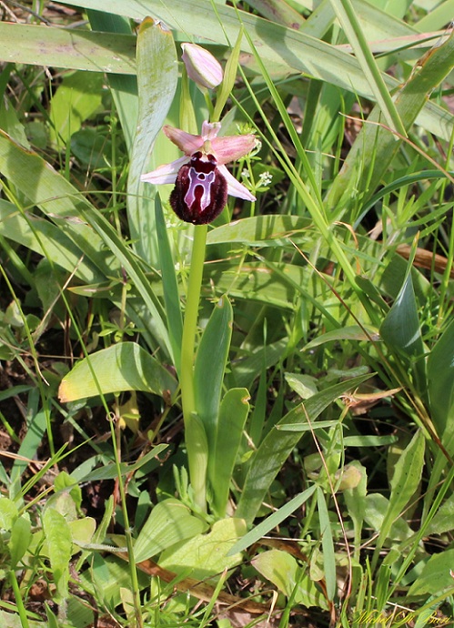 Ophrys sipontensis