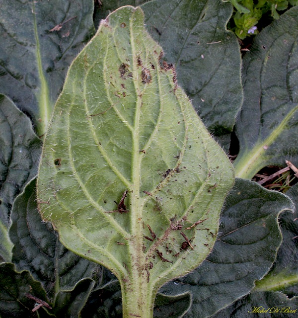 Echium plantagineum