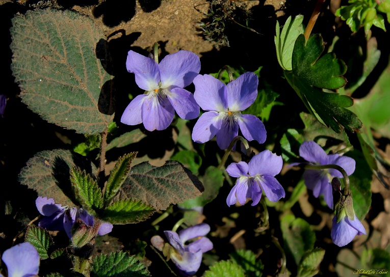 viola alba subsp. dehnhardtii